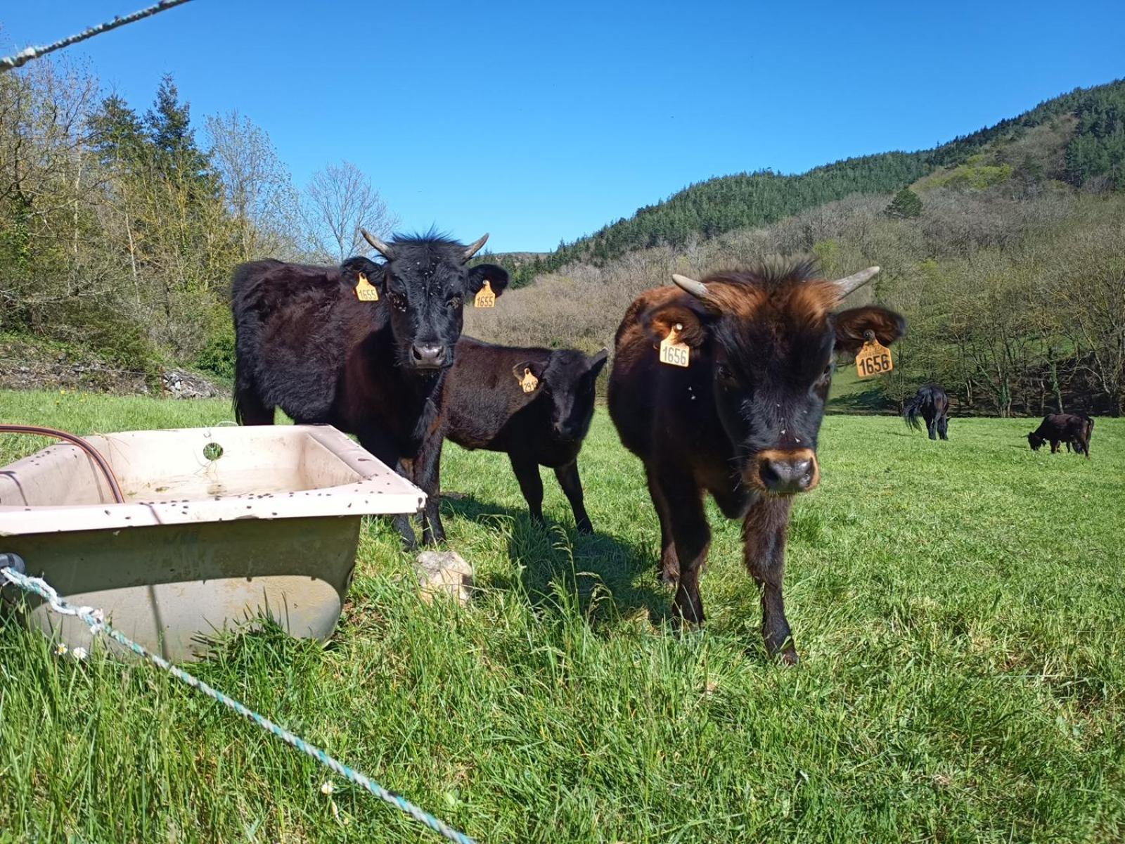 Ferme Les Therondels Saint-Pons-de-Thomieres Eksteriør billede