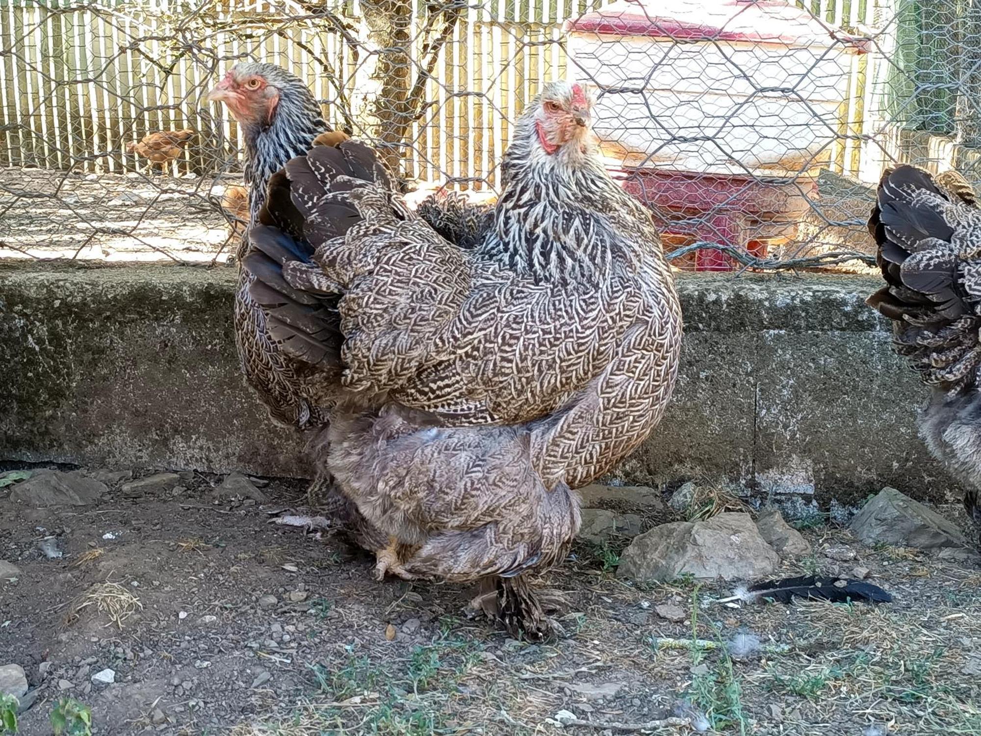 Ferme Les Therondels Saint-Pons-de-Thomieres Eksteriør billede